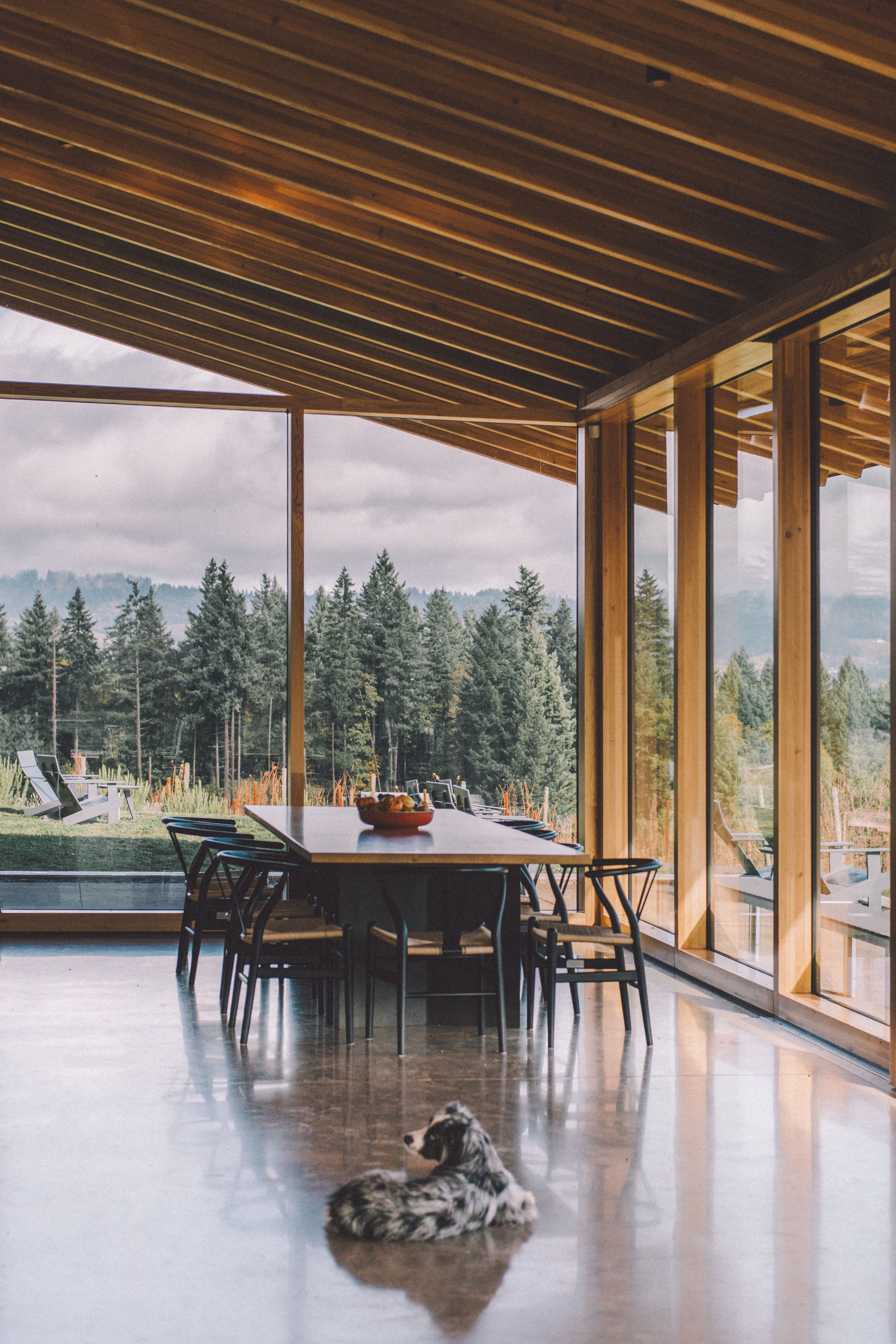Modern home with large windows and forest view